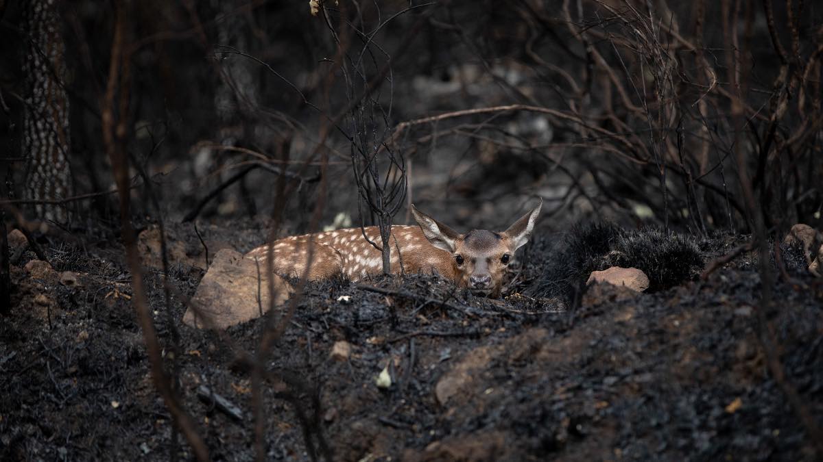 Pacma recoge y reparte alimentos para los animales afectados por los incendios