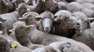 Los ganaderos critican la falta de coordinación estatal ante el brote de lengua azul en Andalucía