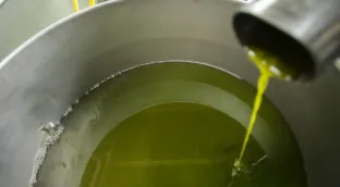 Andalucía concentra el 80% del aceite español y los productores reclaman precios más altos