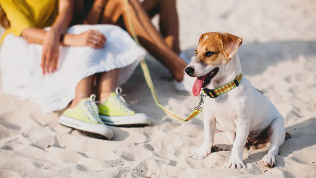 cuidar-almohadillas-perros-verano-playa-tranquilo