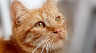 Un estudio afirma que los gatos desarrollan demencia de manera muy similar a los humanos