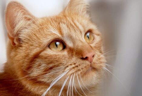 Un estudio afirma que los gatos desarrollan demencia de manera muy similar a los humanos