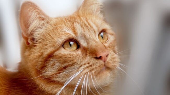 Un estudio afirma que los gatos desarrollan demencia de manera muy similar a los humanos