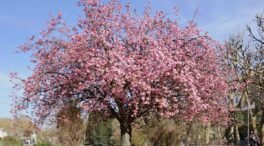 Guía básica: todo lo que necesitas para cultivar un cerezo