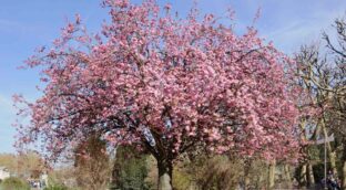 Guía básica: todo lo que necesitas para cultivar un cerezo