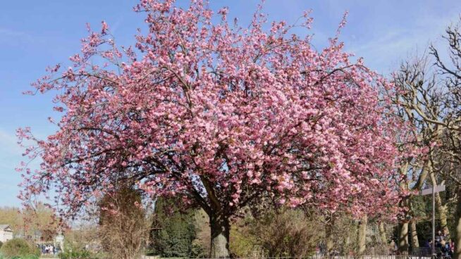 Guía básica: todo lo que necesitas para cultivar un cerezo
