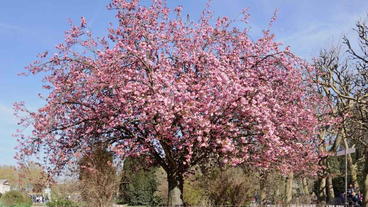 Guía básica: todo lo que necesitas para cultivar un cerezo
