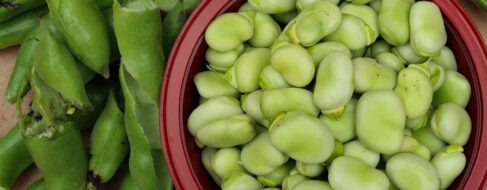 Habas con miel y sobrasada (y el verano que pasé en Inglaterra comiendo fatal)