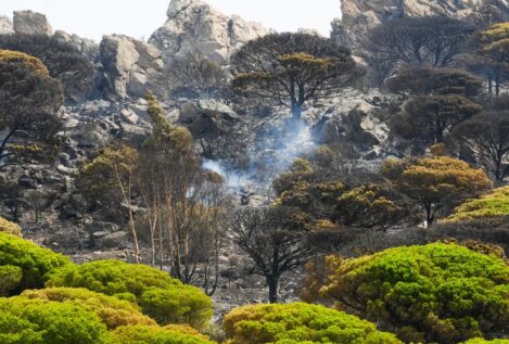Controlado el incendio forestal declarado en Tarifa (Cádiz)