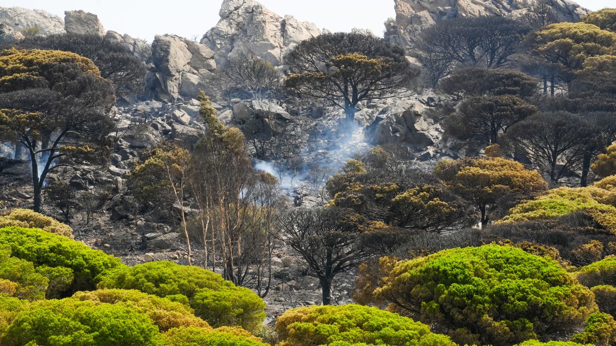 Controlado el incendio forestal declarado en Tarifa (Cádiz)