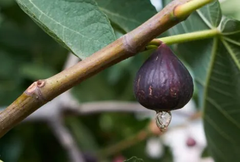 Infusión de hojas de higo: propiedades curativas y cómo prepararla fácilmente en casa
