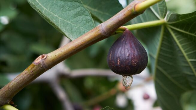 Infusión de hojas de higo: propiedades curativas y cómo prepararla fácilmente en casa