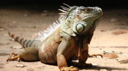 ¿Salamanquesas, lagartijas o escolopendras en casa?: el truco perfecto para acabar con ellas