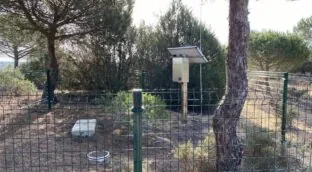 Estudian técnicas para medir cómo se infiltra el agua subterránea en Doñana