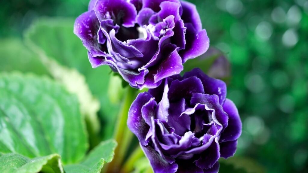 Gloxinia. Canva
