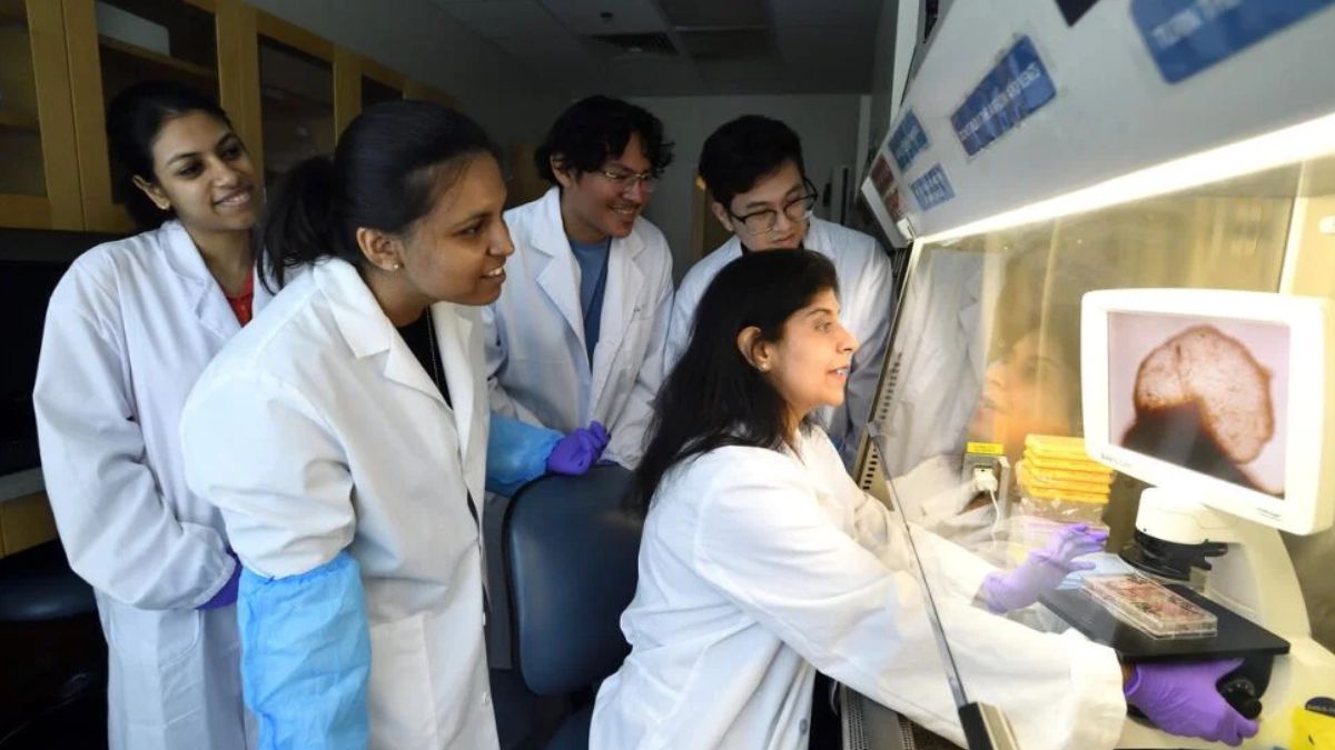 Unos investigadores de EEUU desarrollan el mini cerebro humano más realista
