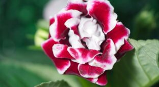 Olvídate de las begonias y las orquídeas: la planta del mismo color y menos cuidados