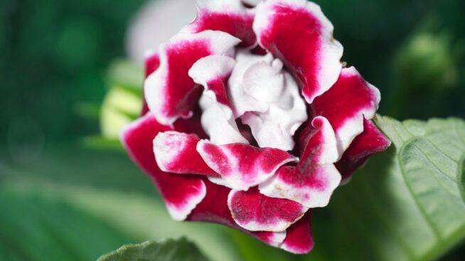 Olvídate de las begonias y las orquídeas: la planta del mismo color y menos cuidados