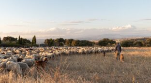 El medio rural no necesita más subvenciones, sino pagos justos por los servicios que da