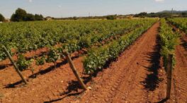 Castilla y León es la cuarta región con más ocupación en el sector agro en España