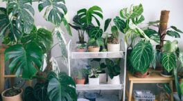 Lengua de suegra y otras plantas ideales para combatir el calor en casa