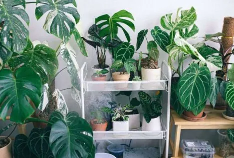 Lengua de suegra y otras plantas ideales para combatir el calor en casa