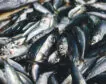 El curioso caso nutricional de las sardinas: de qué depende que aporten más o menos calcio