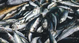 El curioso caso nutricional de las sardinas: de qué depende que aporten más o menos calcio