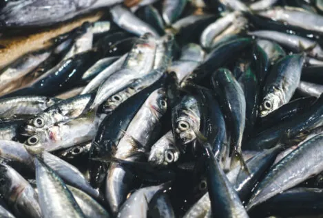 El curioso caso nutricional de las sardinas: de qué depende que aporten más o menos calcio