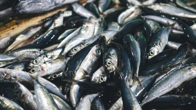 El curioso caso nutricional de las sardinas: de qué depende que aporten más o menos calcio