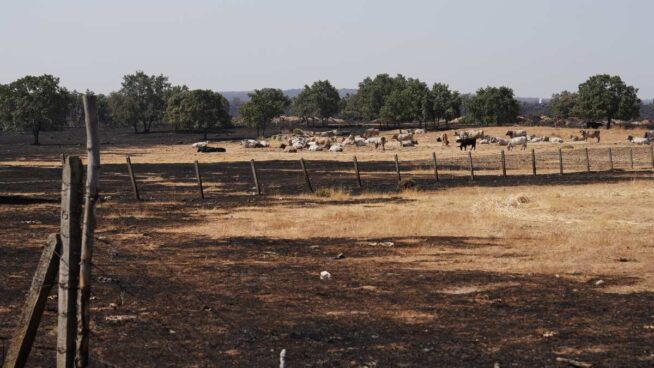 El doble palo a los ganaderos por los incendios: las tierras quemadas no reciben pagos PAC