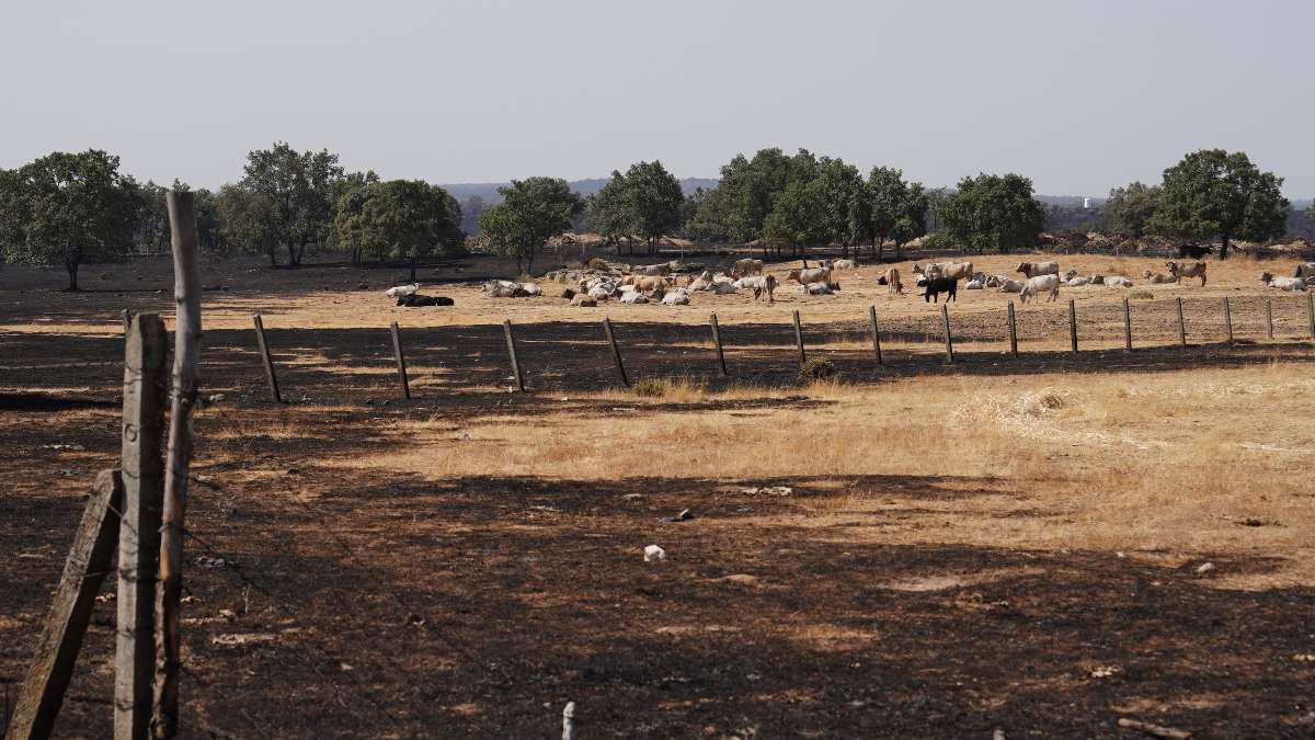 El doble palo a los ganaderos por los incendios: las tierras quemadas no reciben pagos PAC