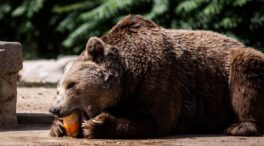 Hasta 15 años para que se recupere el hábitat de especies en peligro tras los incendios