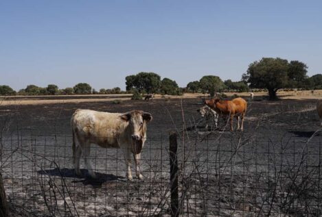 Los agricultores claman contra las leyes medioambientales: «Son una bomba explosiva»