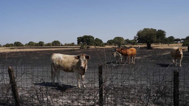 Los agricultores claman contra las leyes medioambientales: «Son una bomba explosiva»