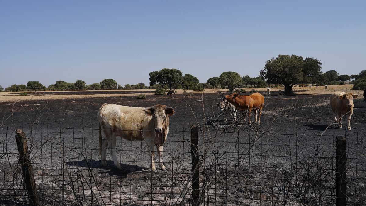 Los agricultores claman contra las leyes medioambientales: «Son una bomba explosiva»