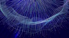 La geometría oculta en el cerebro: así hacemos mapas mentales para orientarnos en el mundo