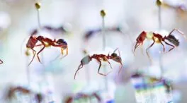 El declive de las hormigas en Fiyi muestra signos de un 'apocalipsis de insectos'