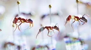 El declive de las hormigas en Fiyi muestra signos de un 'apocalipsis de insectos'