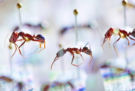 El declive de las hormigas en Fiyi muestra signos de un 'apocalipsis de insectos'