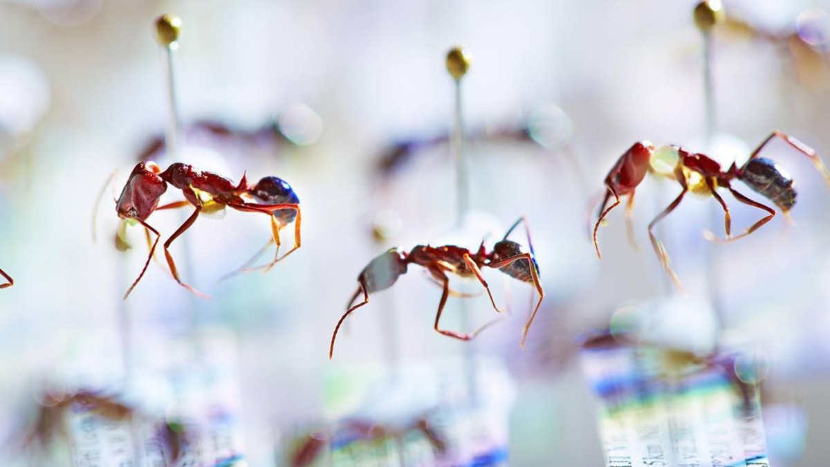 El declive de las hormigas en Fiyi muestra signos de un ‘apocalipsis de insectos’