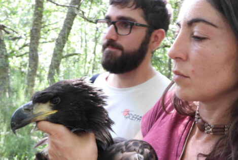 El nacimiento de un pigargo en Castilla y León, un hito para la biodiversidad española