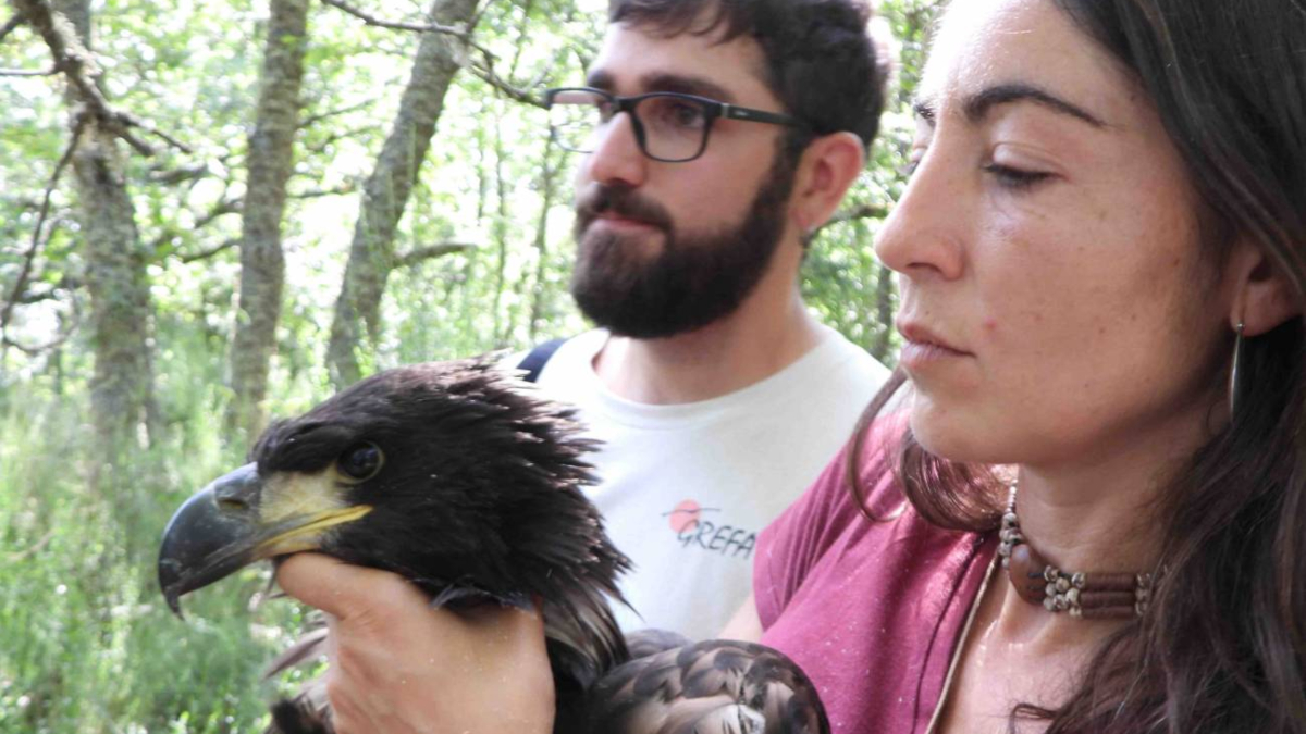 El nacimiento de un pigargo en Castilla y León, un hito para la biodiversidad española