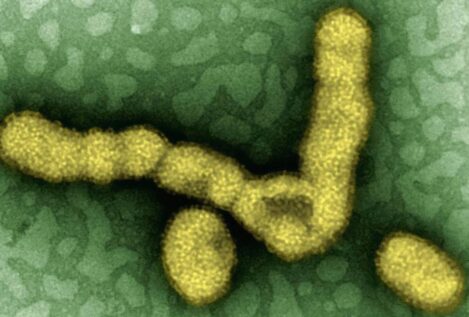 La gripe altera la microbiota pulmonar y potencia las infecciones secundarias