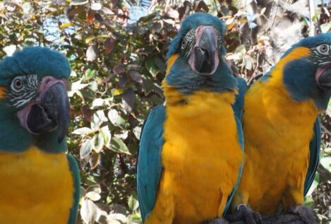 Los loros imitan gestos al observar a otros, al igual que los humanos
