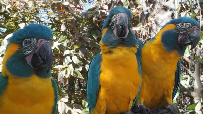 Los loros imitan gestos al observar a otros, al igual que los humanos
