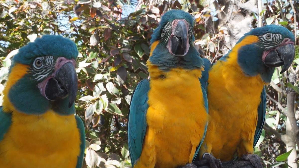 Los loros imitan gestos al observar a otros, al igual que los humanos