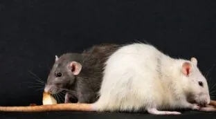 No solo cerebro: la médula espinal tiene un papel en el sexo más relevante del esperado