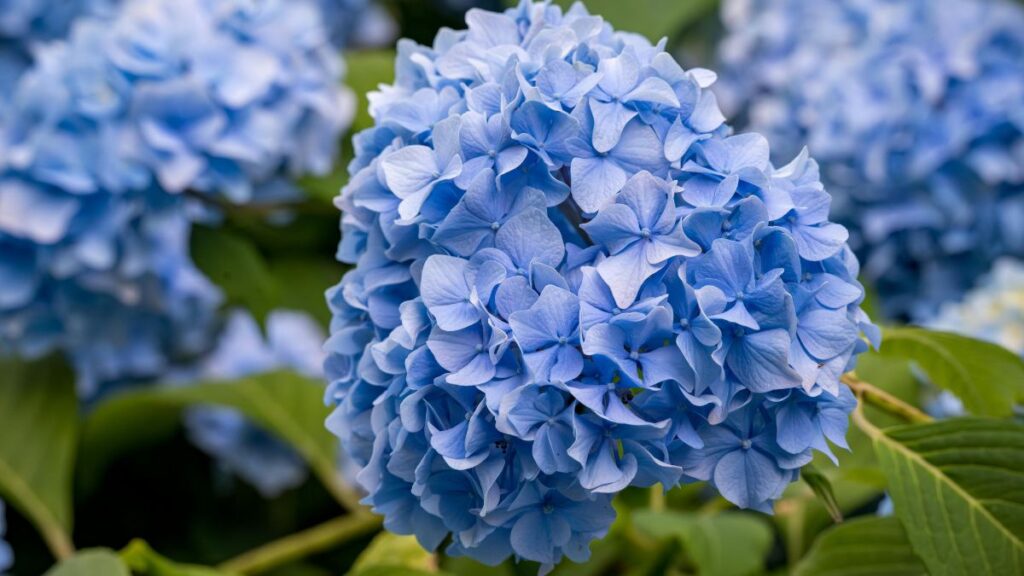 La flor de la hortensia. Canva