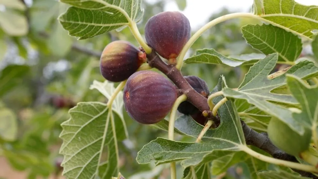 Una rama de higuera. Canva